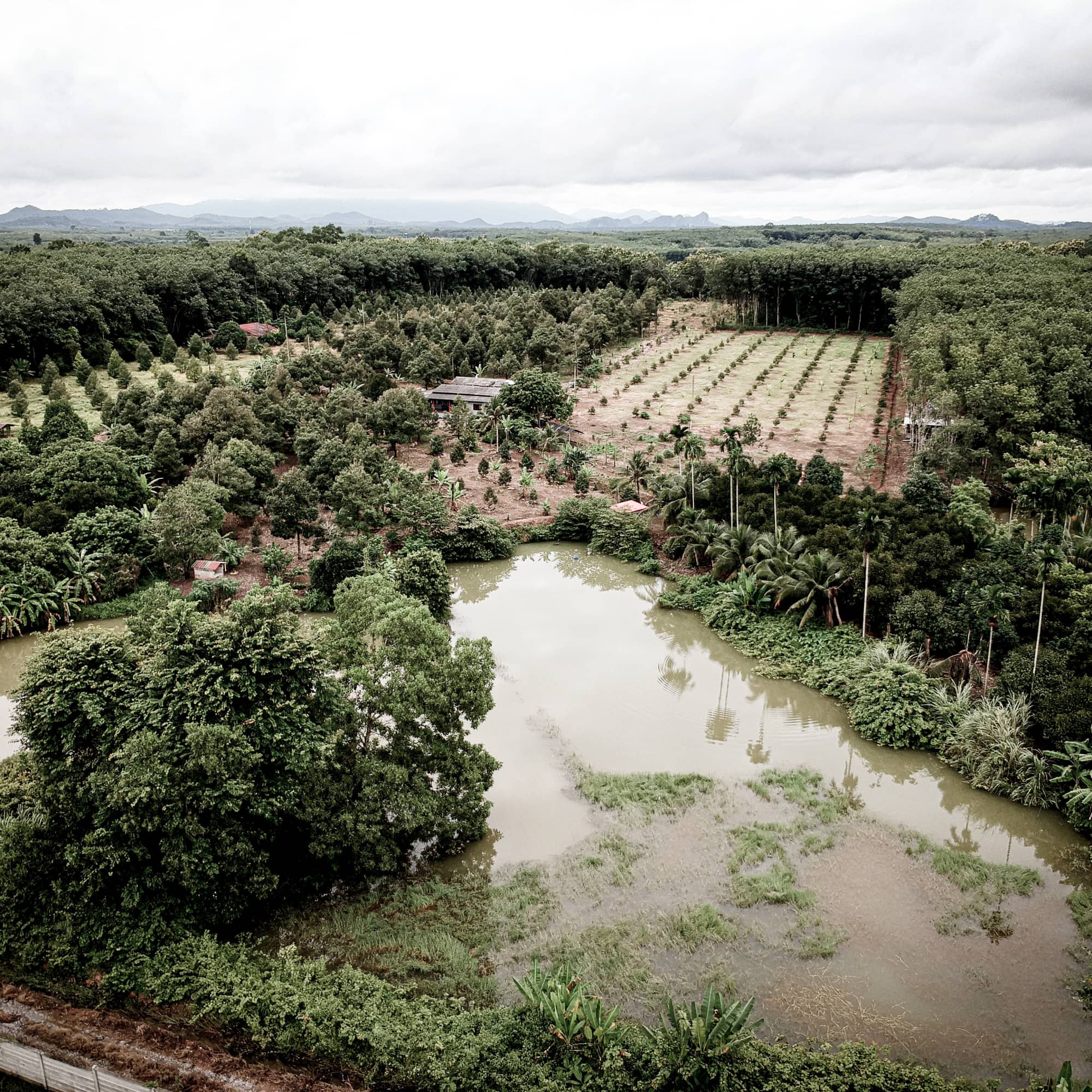 Chanthaburi’s Shrimp Farmer Cooperative 2